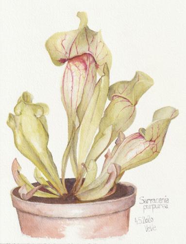 painting of sarracenia purpurea carnivorous plant