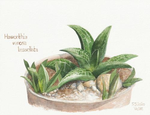 painting of succulent Haworthia venosa tessellata