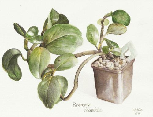 painting of house plant Peperomia obtusifolia