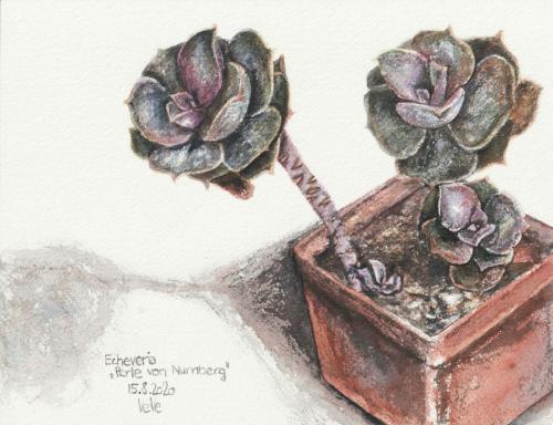 painting of small rosettes of succulent Echeveria "Perle von Nurnberg"