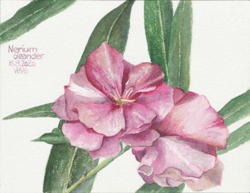 Painting of pink flowers of Nerium oleander