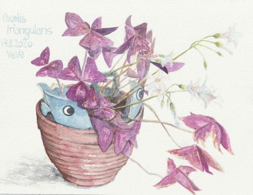 painting of purple leaved Oxalis triangularis in cracked pot