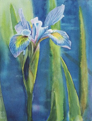 painting of a blue iris