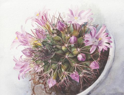 painting of and blooming cactus of Mammillaria sp.