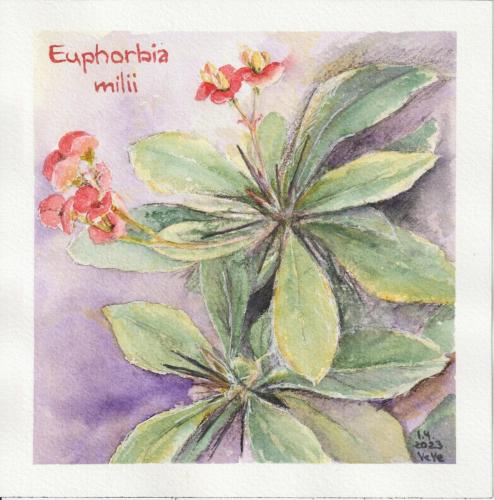 20230401_Euphorbia_milii