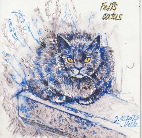 20231002_Felis_catus_blue