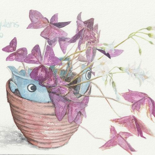 painting of purple leaved Oxalis triangularis in cracked pot